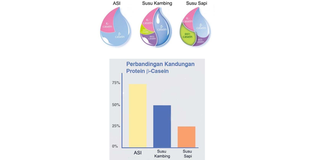 Perbandingan Profil Protein Casein Susu