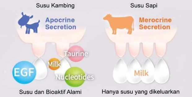Perbedaan Sekresi Susu Kambing dan Susu Sapi